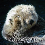 Sea otter avatar